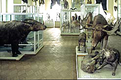 Kazan Russia State University Zoological museum 1st photo
